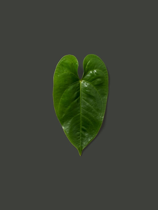 ADSMINIMALISTAV