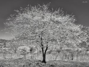 CAATINGA VIVA - SERTÃO PERNAMBUCO