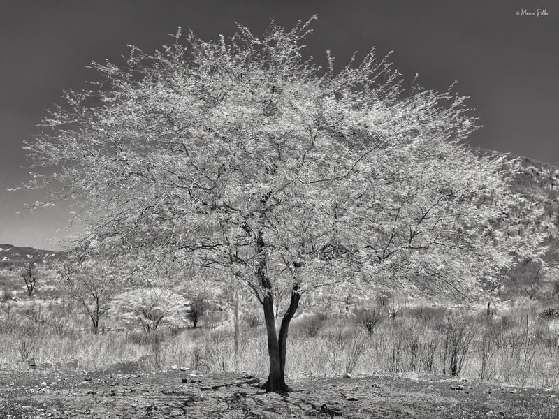 CAATINGA VIVA - SERTÃO PERNAMBUCO