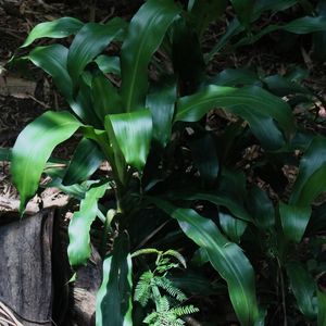 PLANTA VERDE 20