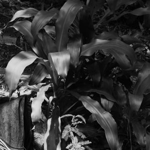 PLANTA VERDE 21