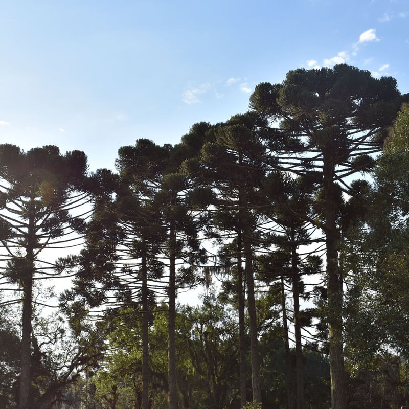 THE ICONIC PARANA PINE