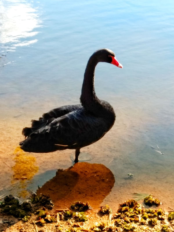 CISNE NEGRO III