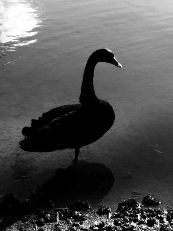 CISNE NEGRO PB