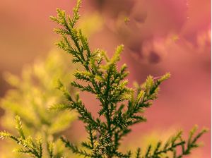 CORES NATURAIS