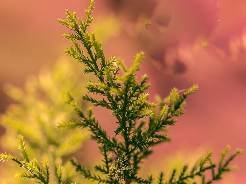 CORES NATURAIS