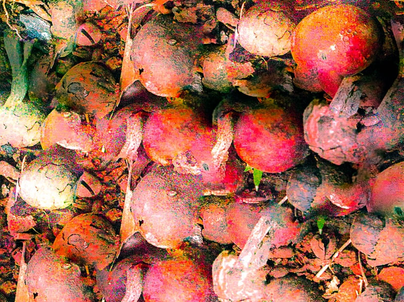 CORES DAS SEMENTES