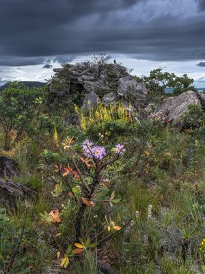 FLORES E PÁSSARO NA SERRA DOURADA