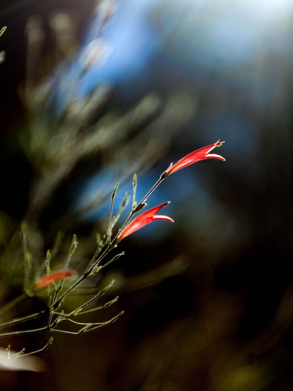 FLORES SINGELAS
