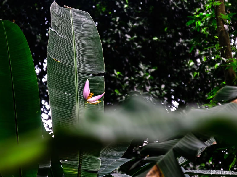 FLOR DE BANANEIRA NO PARQUE