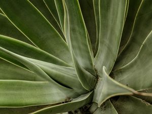 COROA VERDE
