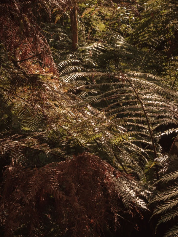 FLORESTA BRONZE