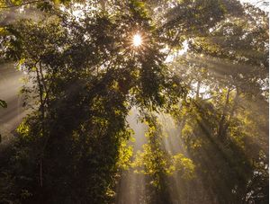 THE MAGIC FOREST 2, RIO DE JANEIRO