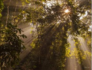 THE MAGIC FOREST 3, RIO DE JANEIRO