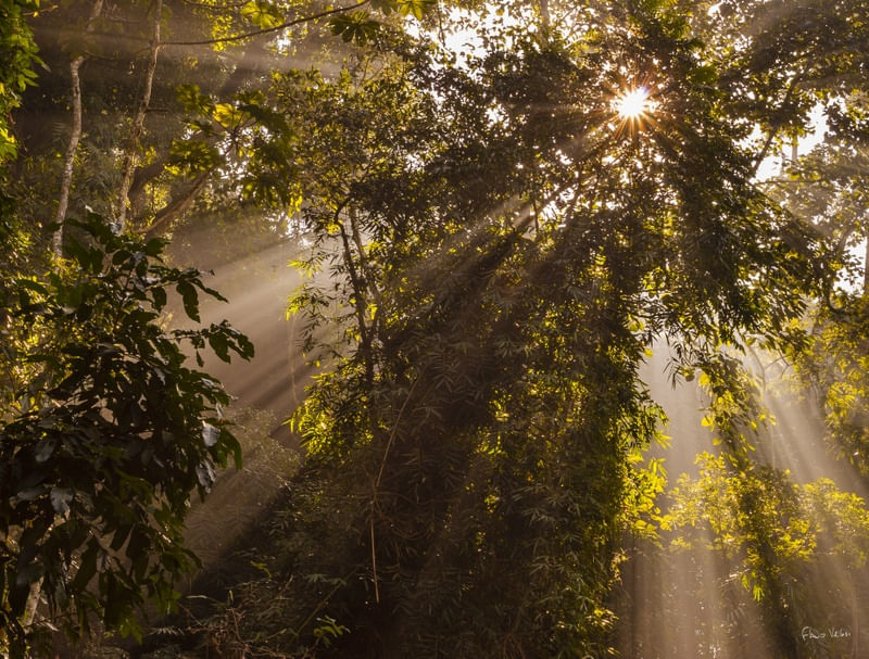 THE MAGIC FOREST 3, RIO DE JANEIRO