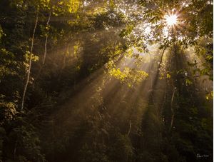 THE MAGIC FOREST 4, RIO DE JANEIRO