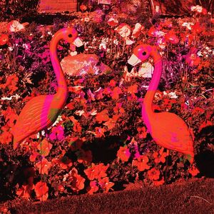 FLAMING FLAMINGOS