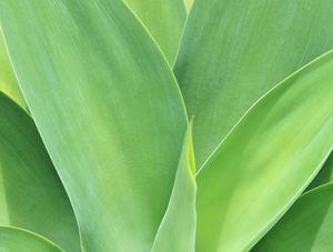 FOLHA VERDE H