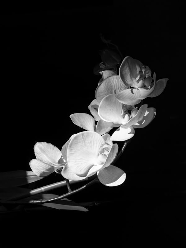 FLEUR NOIR I