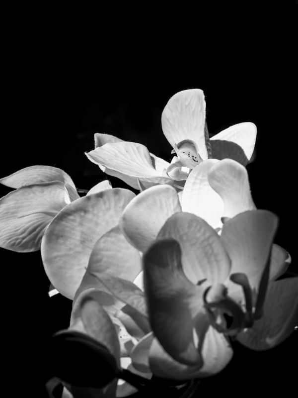 FLEUR NOIR II