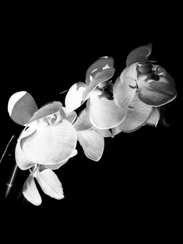 FLEUR NOIR III
