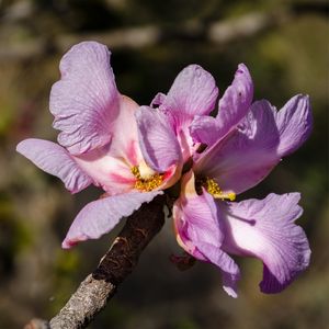 FLOR ROXA DO CERRADO