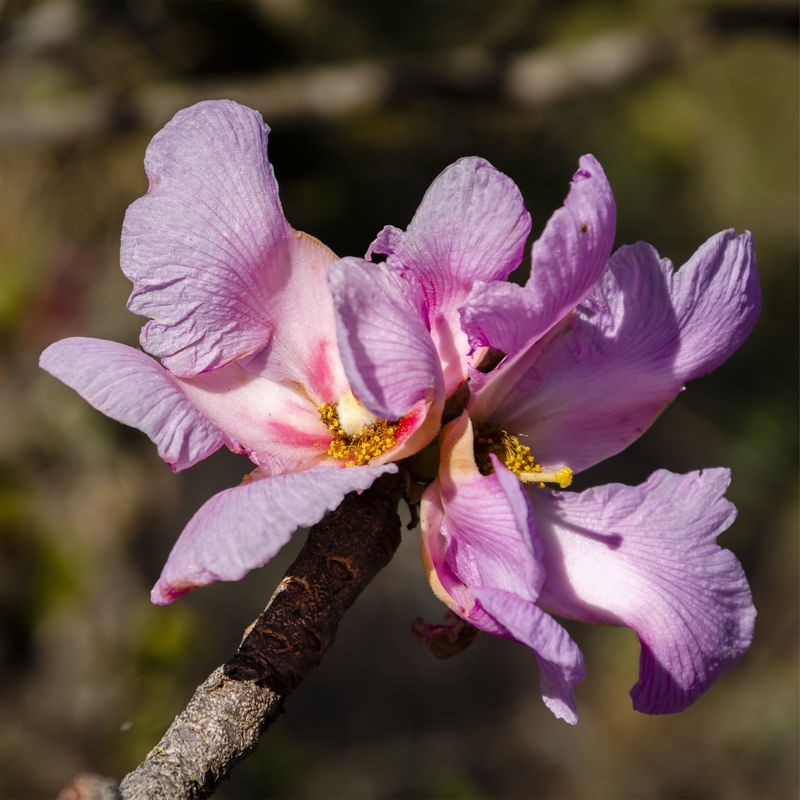 FLOR ROXA DO CERRADO