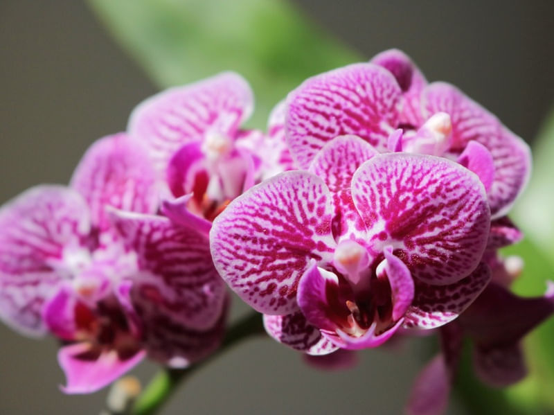 FLORES DO MEU JARDIM