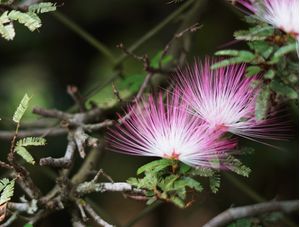 MIMOSA FLOR
