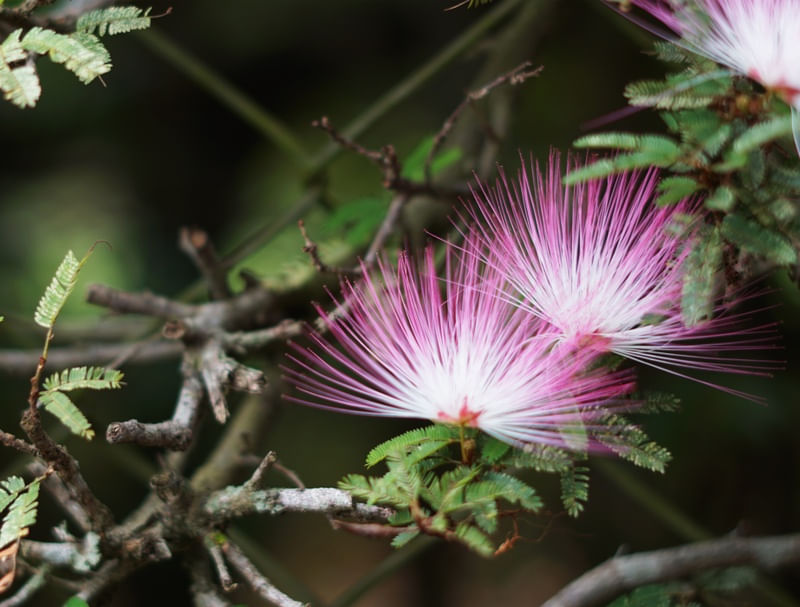 MIMOSA FLOR
