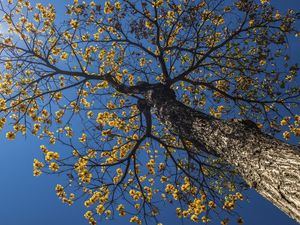 IPÊ ANUNCIANDO A PRIMAVERA