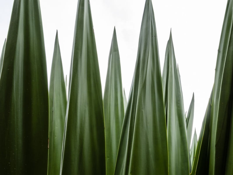 FORMAS E PADRÕES DA NATUREZA