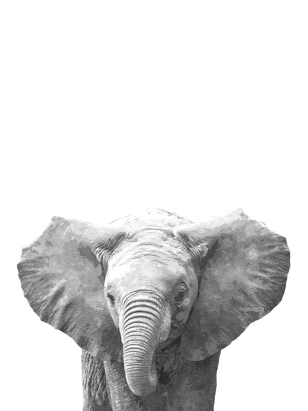 BABY ELEFANTE PRETO E BRANCO