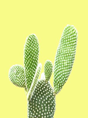 CACTO FUNDO AMARELO