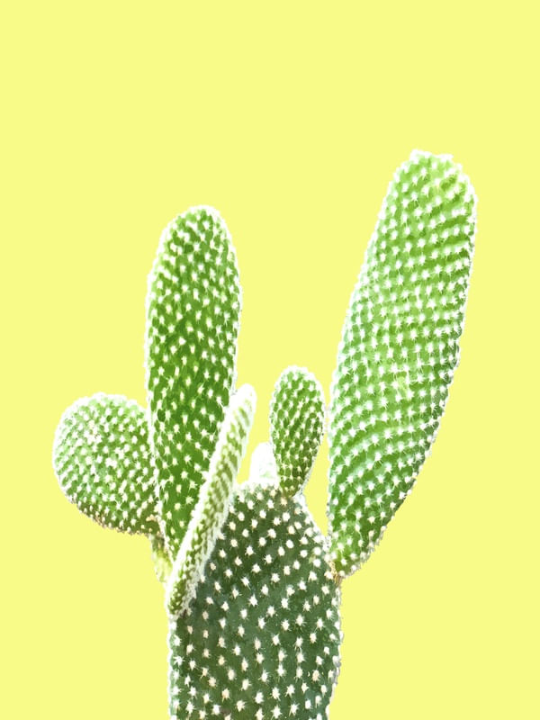 CACTO FUNDO AMARELO