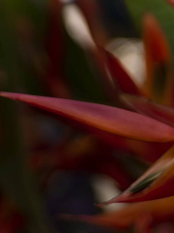 MISTÉRIO FLORAL