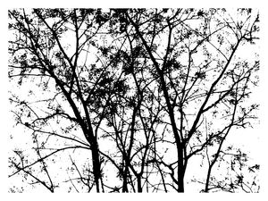 NATUREZA BRASIL PB1