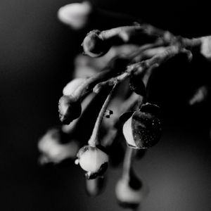 BOTÃO DE FLOR MACRO 10A