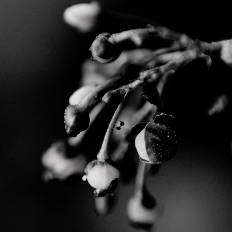 BOTÃO DE FLOR MACRO 10A