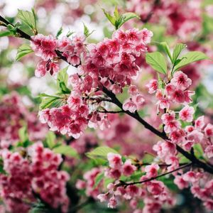 FLOR SAKURA Q