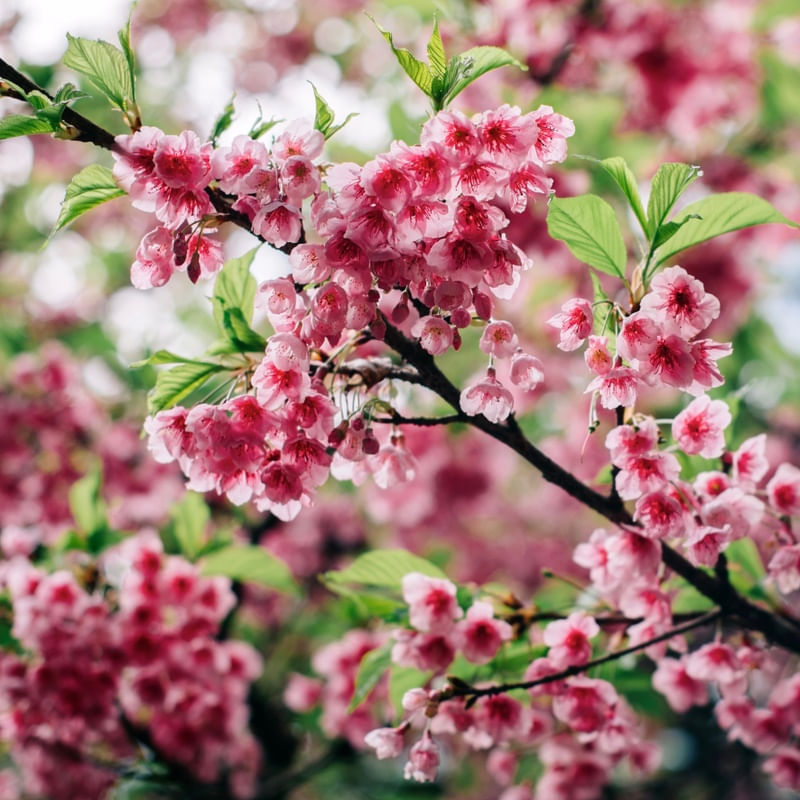 FLOR SAKURA Q