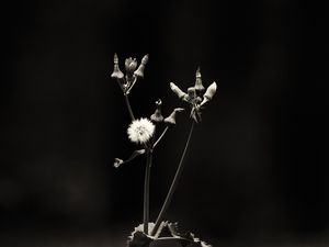 FLOWER IN THE DARK
