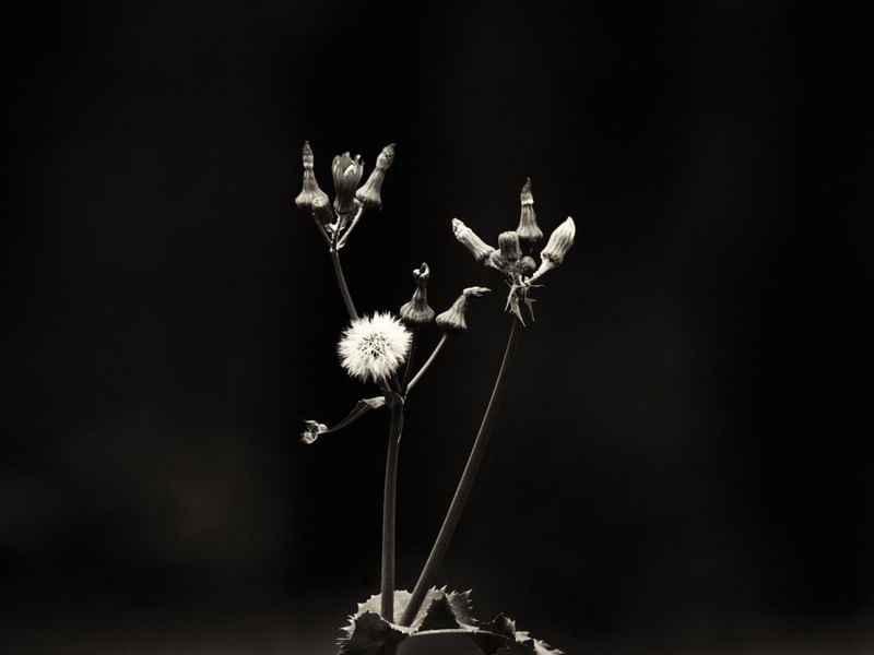 FLOWER IN THE DARK