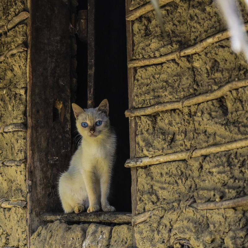 PET NA JANELA NA SERRA