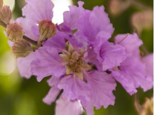 PARFUM
