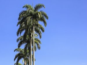 COQUEIROS DO PARQUE LAGE