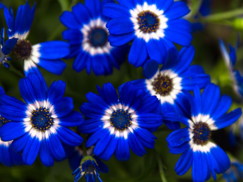 MARGARIDA AZUL.