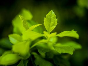 DETALHE VERDE 1 (MACRO COLLECTION)