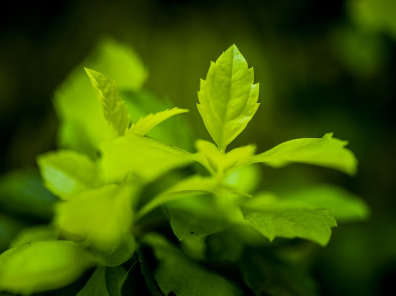 DETALHE VERDE 1 (MACRO COLLECTION)