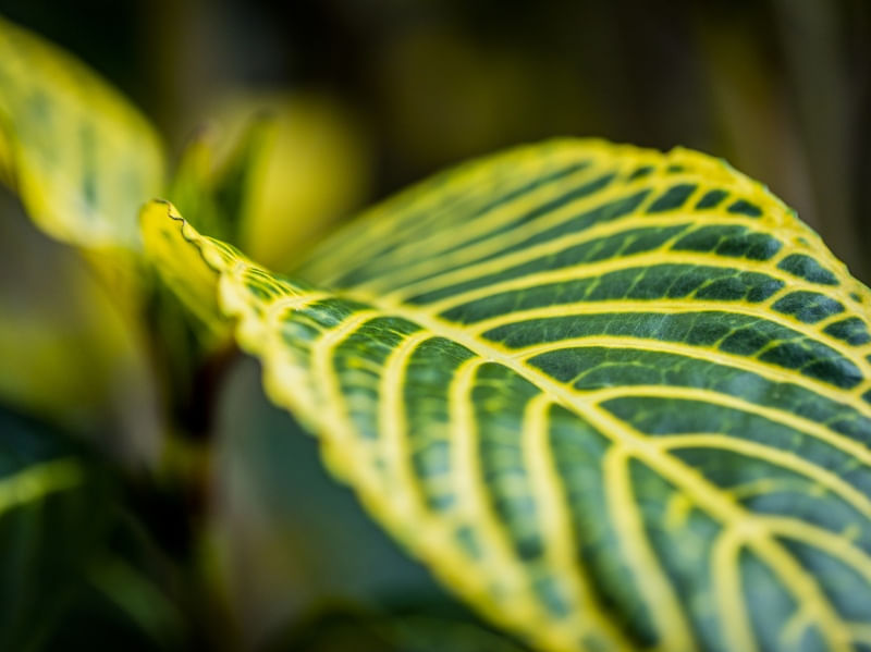 DETALHE VERDE 4 (MACRO COLLECTION)